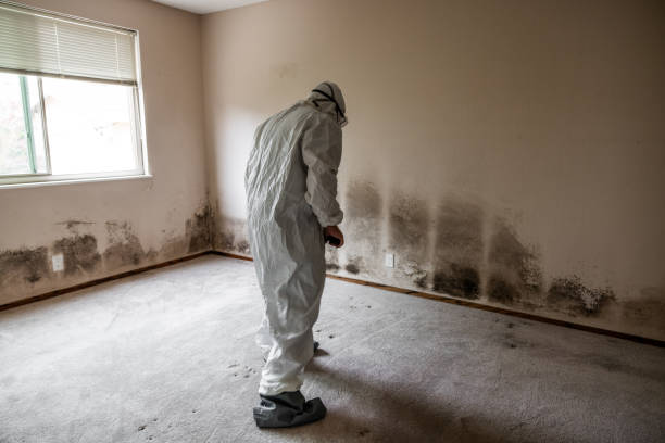 Best Black Mold Remediation in USA